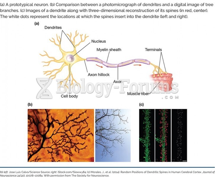The Prototypical Neuron