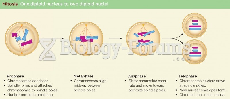 Mitosis One diploid nucleus to two diploid nuclei