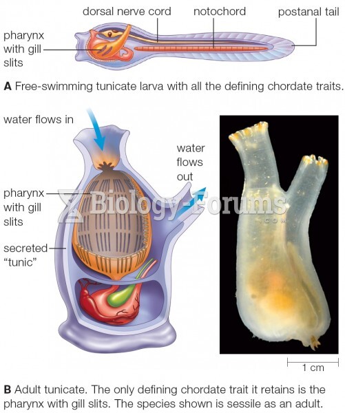 Larval and adult tunicates