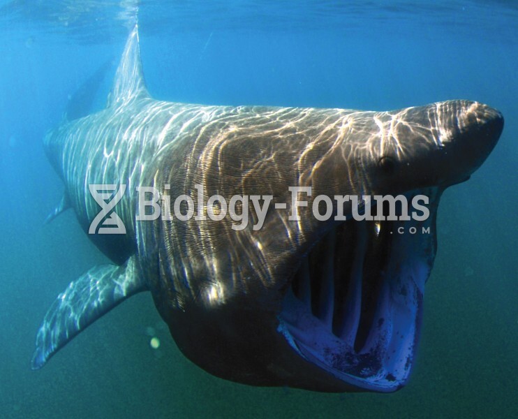 Cartilaginous Fishes: Plankton-Feeding Shark