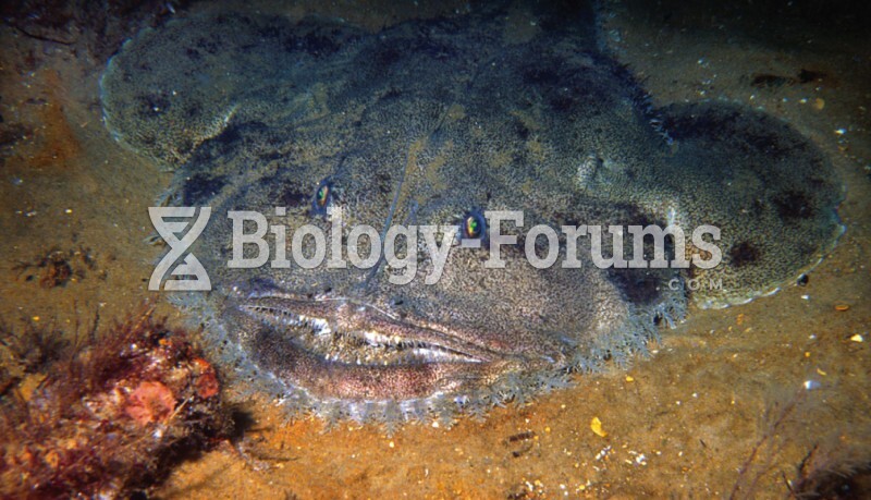 Monkfish, a stealthy marine predator