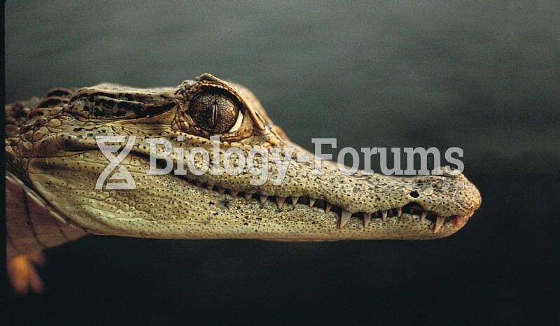 Photo of a caiman