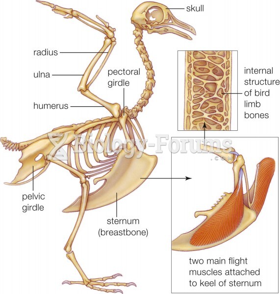 A bird's skeleton