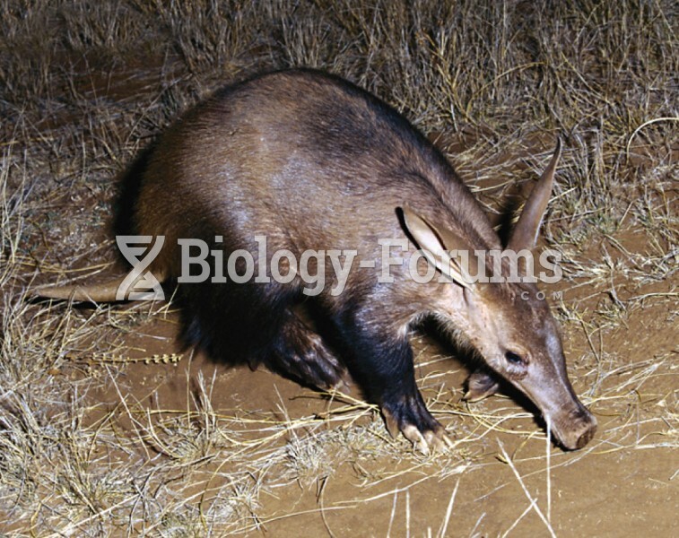 Pouched Mammal (Africa’s aardvark)