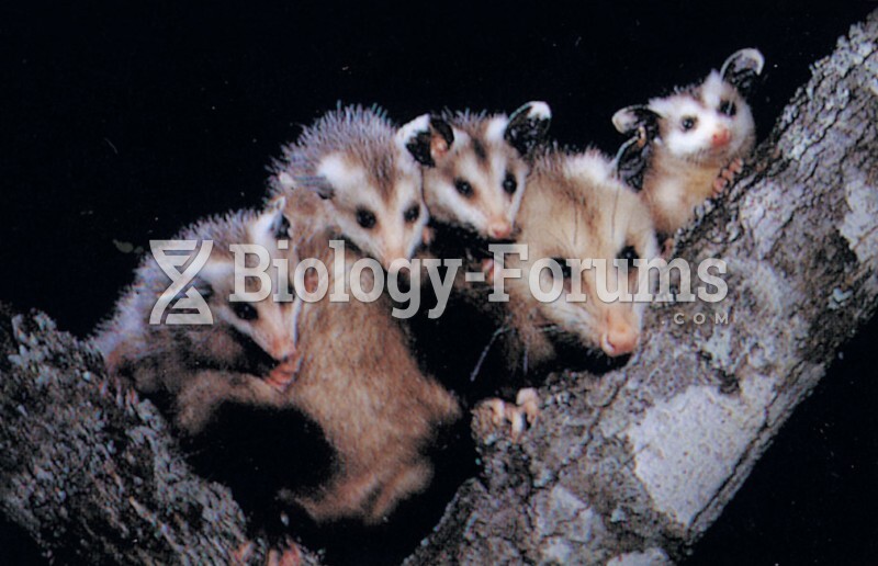 Marsupials: Opossum