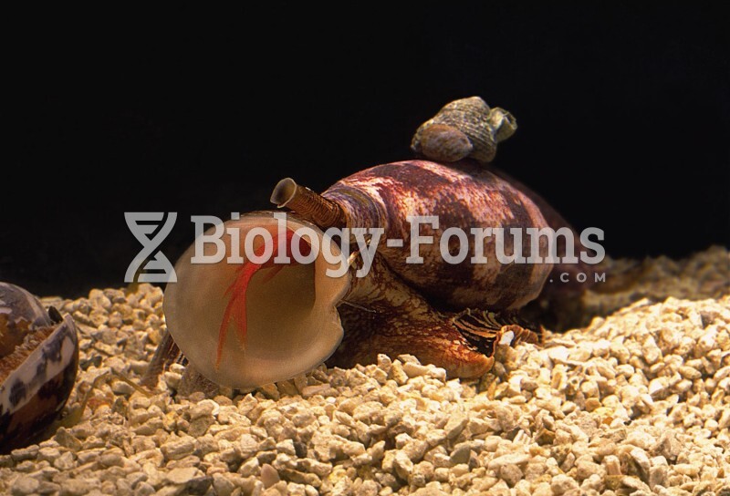 A Cone Snail, Conus geographus