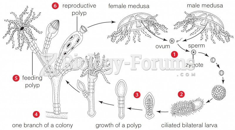 Life cycle of Obelia, a hydrazoan that has alternating medusa (left) and polyp generations