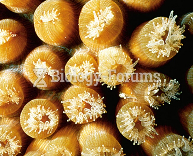 Polyps of a reef-building coral