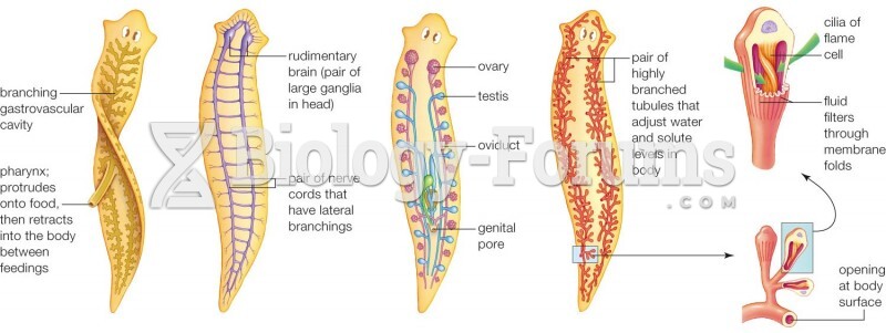 Anatomy of a Planaria worm