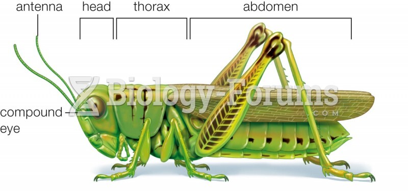 Insect Body Plan: Grasshopper