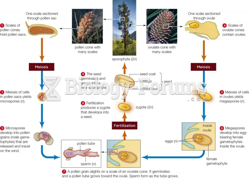 Life cycle of a conifer (pine)
