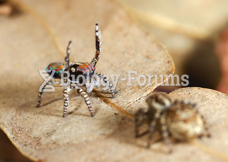 Behavioral Isolation in Jumping Spiders