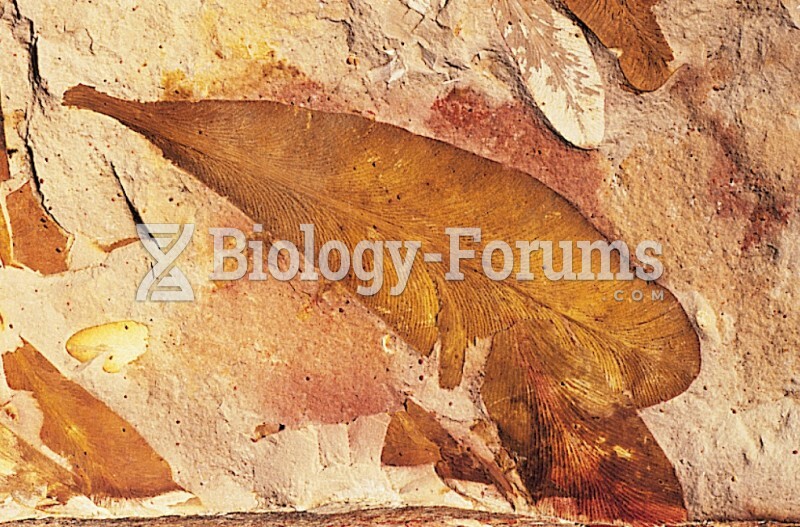 Fossilized Leaf