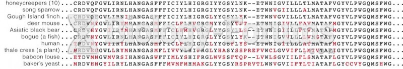 Comparison of an Amino Acid Sequence