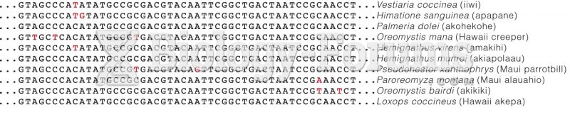 Cladogram Based On DNA Sequence