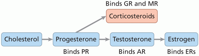 The estrogen biosynthesis pathway