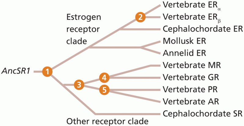 Evolution of the vertebrate SR gene family
