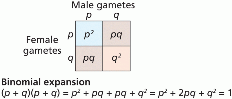 The Hardy–Weinberg equilibrium for autosomal genes