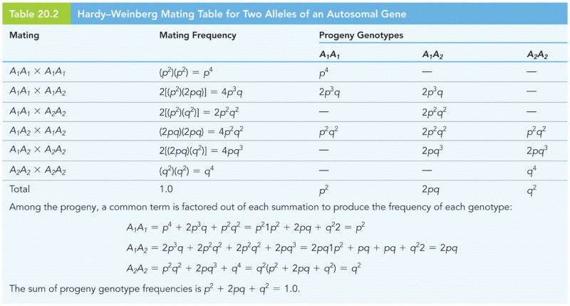 Hardy–Weinberg Mating Table for Two Alleles of an Autosomal Gene