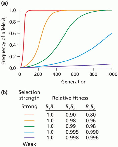 The consequences of the intensity of natural selection on allele frequency.