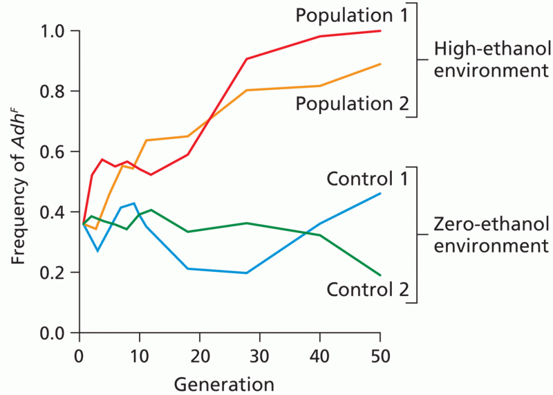 Directional artificial selection favoring the AdhF allele in experimental Drosophila populations.