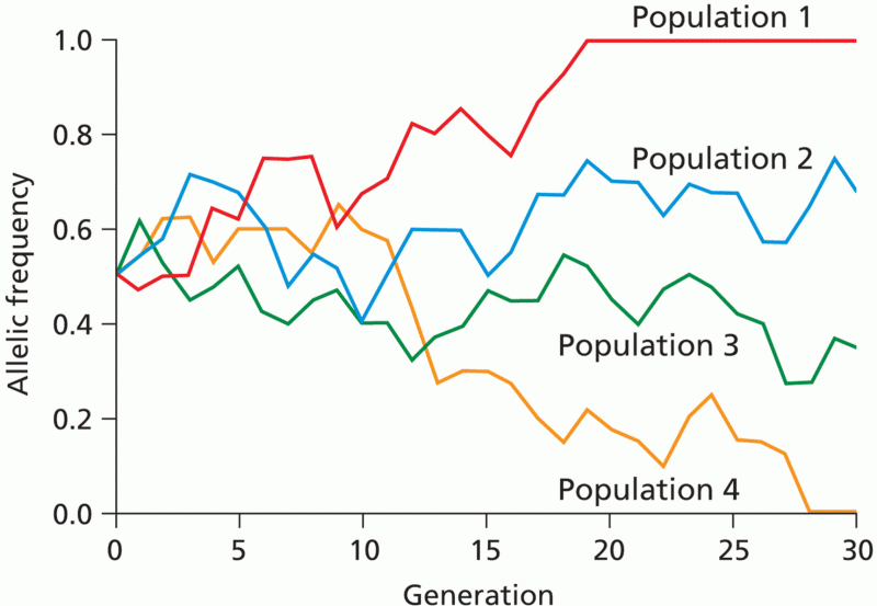 Genetic drift of an allele frequency