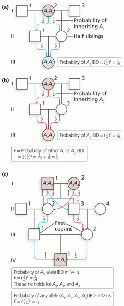 Calculation of the inbreeding coefficient (F)