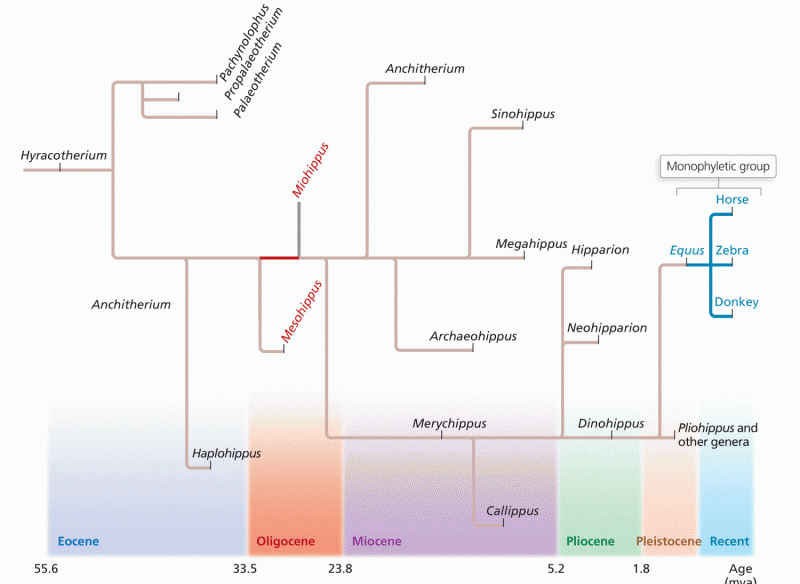 Evolution of the genus Equus