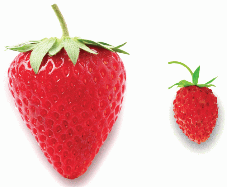 Polyploidy increases fruit size