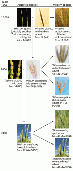 The evolution of modern wheat