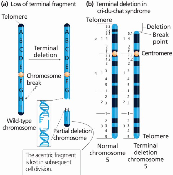 Chromosome terminal deletion