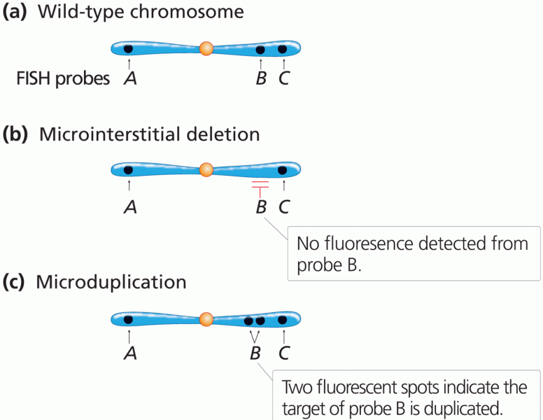 Detection of chromosome microdeletion and microduplication by FISH