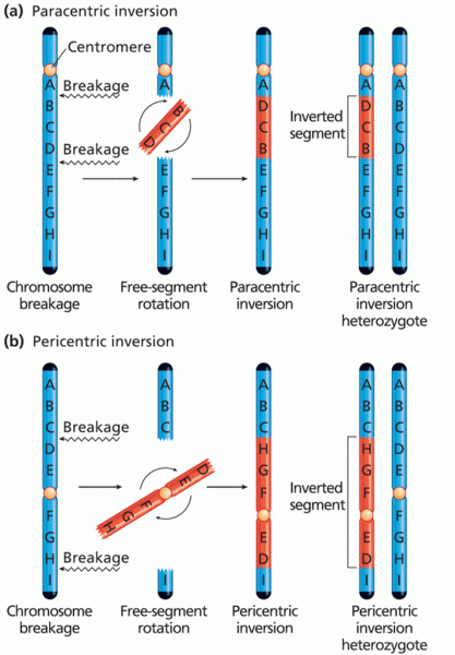 Paracentric and pericentric chromosome inversion