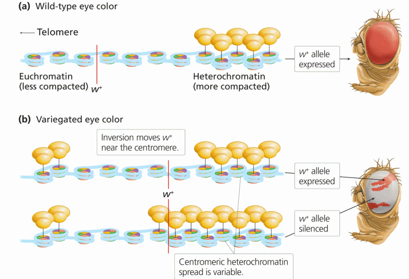 Position effect variegation of eye color in Drosophila