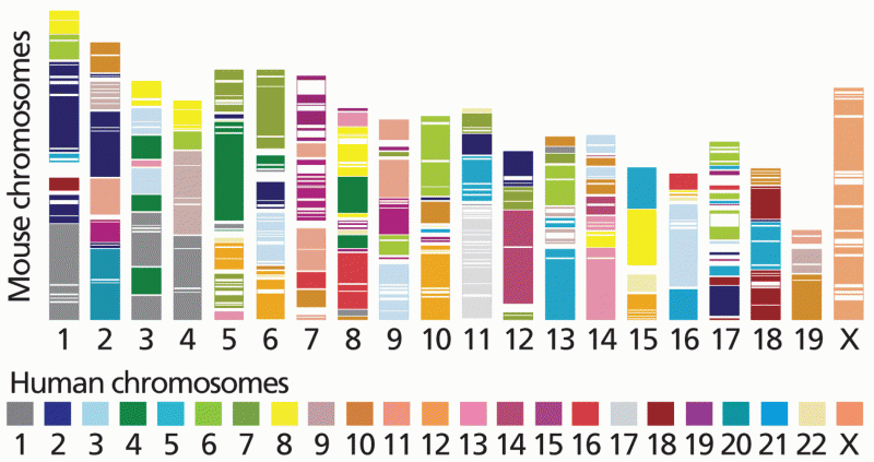 Evolutionary conservation of chromosome synteny
