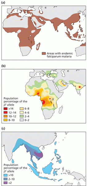 The distribution of malaria and of the hemoglobin variants beta S and beta E.