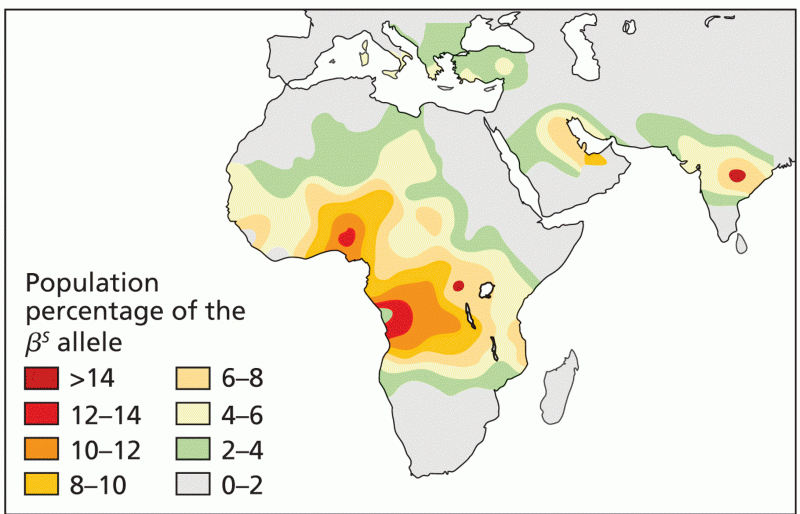 The frequency distribution of the allele in Africa, Southern Europe, the Middle East
