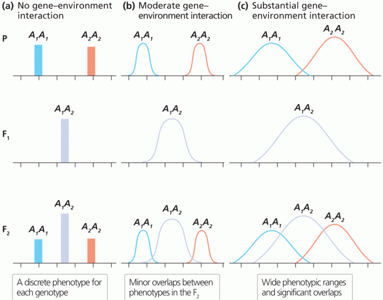 The effect of gene–environment interaction