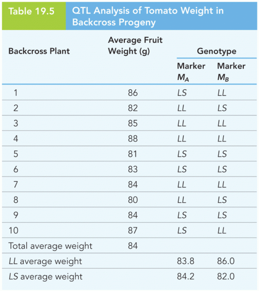 QTL Analysis of Tomato Weight in Backcross Progeny