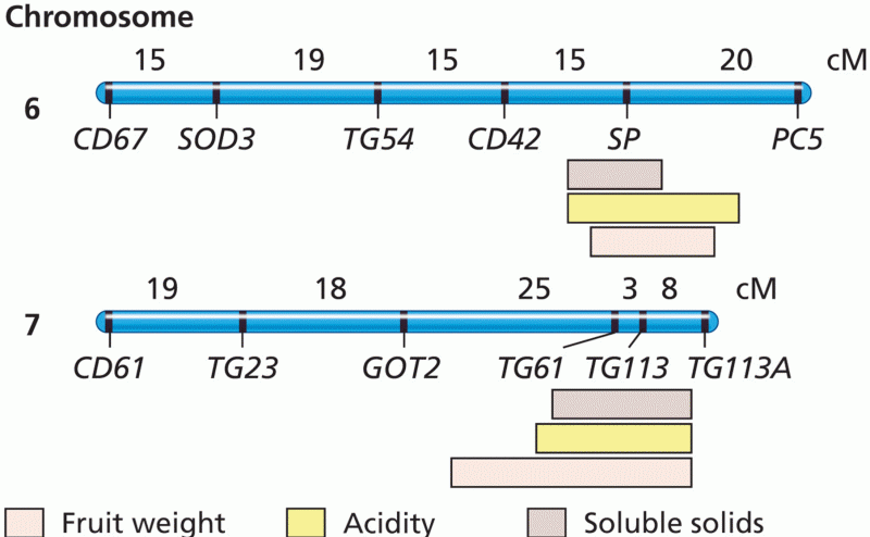 QTL mapping in domestic tomato