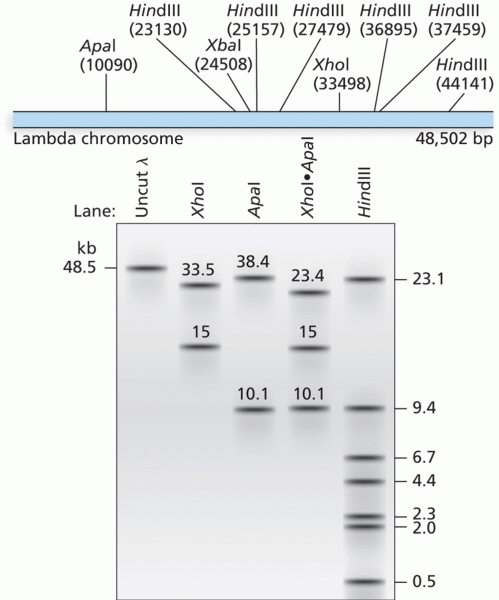 Restriction mapping of lambda phage