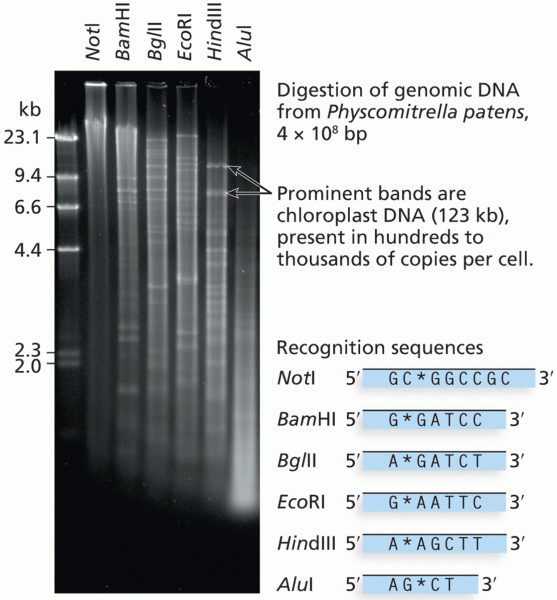 Restriction-enzyme digestion of genomic DNA