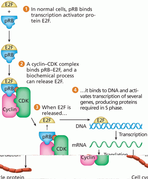 The functional role of pRB. The pRB protein product of RB1