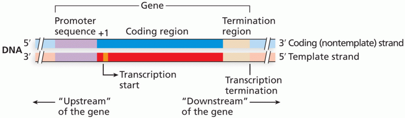 Gene structure and associated nomenclature