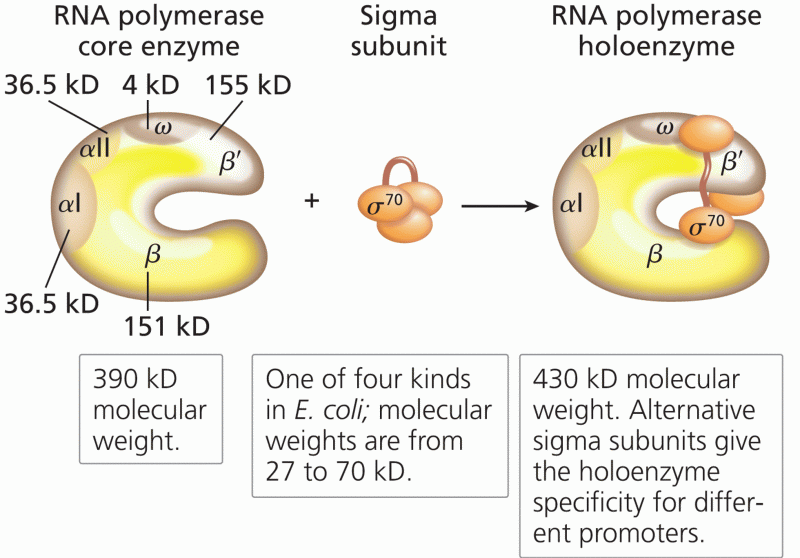 Bacterial RNA polymerase core plus a sigma