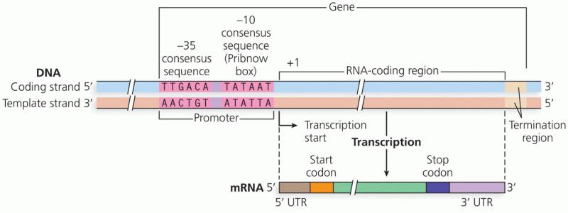Bacterial promoter structure and consensus sequences