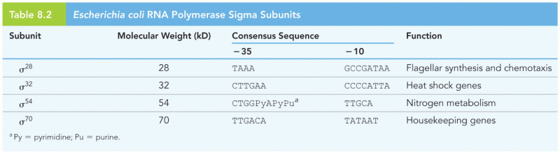 Escherichia coli RNA Polymerase Sigma Subunits