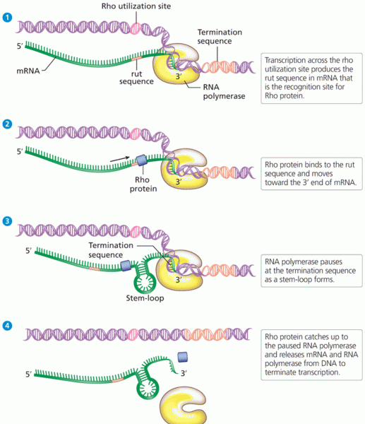 Rho-dependent transcription termination