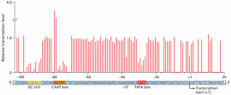 Mutation analysis of the -globin gene promoter