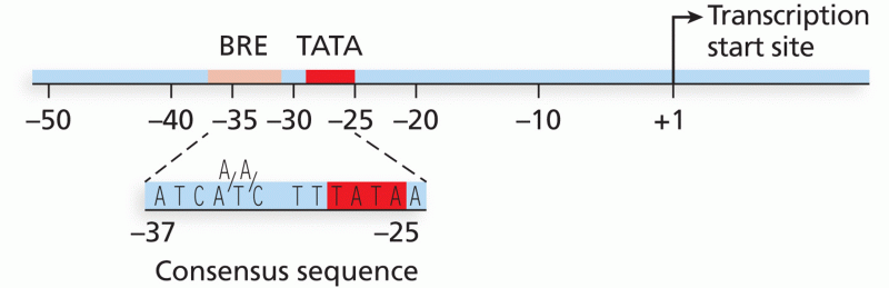 Archaeal promoter consensus sequences